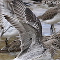 Great Knot Adult Winter　The right wing has old P10. The new P10 on the left is in Stage 4.<br />Canon EOS 7D + EF400 F5.6L